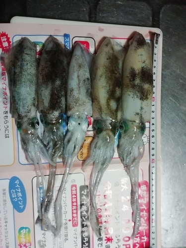 アオリイカの釣果