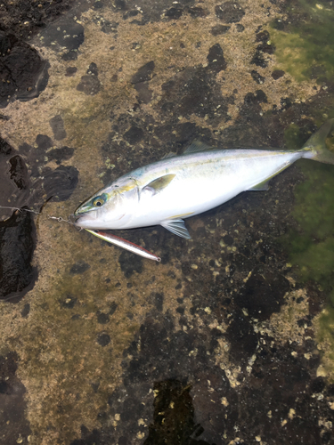 ワラサの釣果