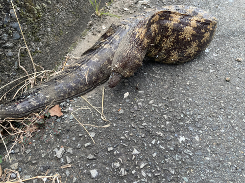 ウツボの釣果