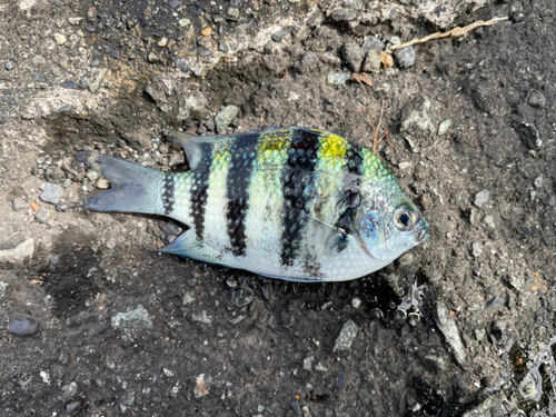 オヤビッチャの釣果