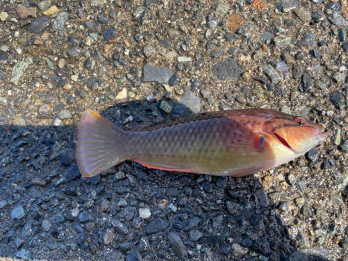 ベラの釣果