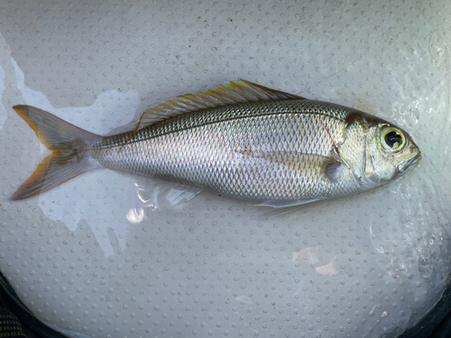 ヒメダイの釣果