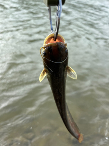 ナマズの釣果