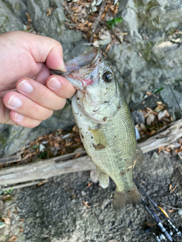 ブラックバスの釣果