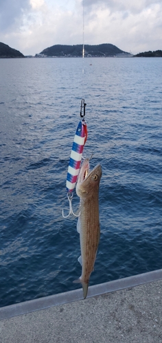 エソの釣果