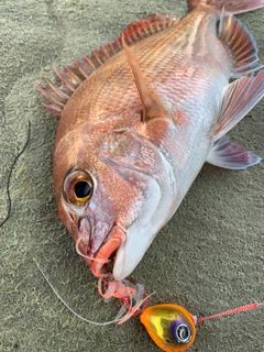 マダイの釣果