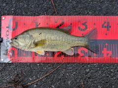 ブラックバスの釣果