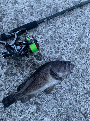 クロソイの釣果