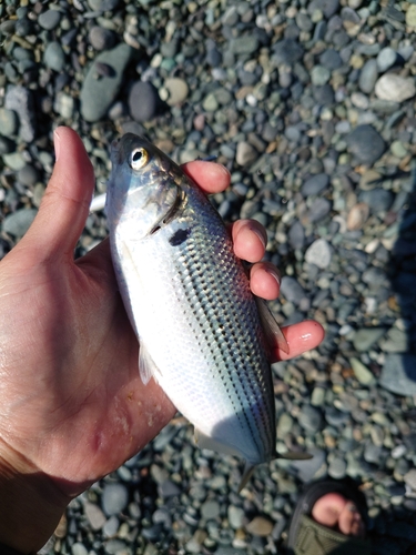 コノシロの釣果