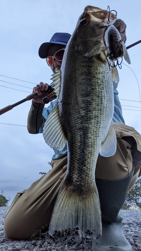 ブラックバスの釣果