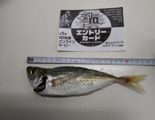 アジの釣果