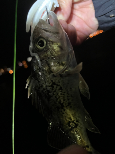 クロソイの釣果