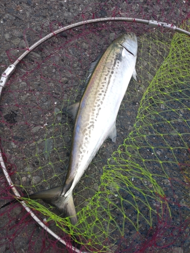 サゴシの釣果