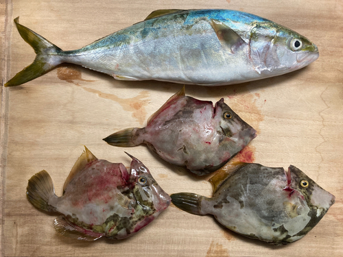 カワハギの釣果