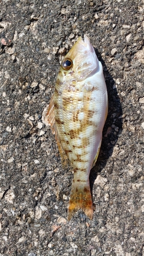 タテシマフエフキの釣果