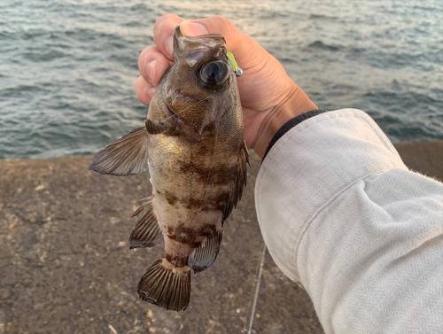 メバルの釣果