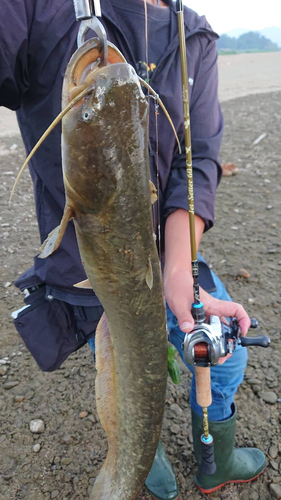 ナマズの釣果