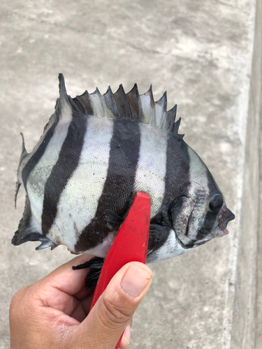 サンバソウの釣果