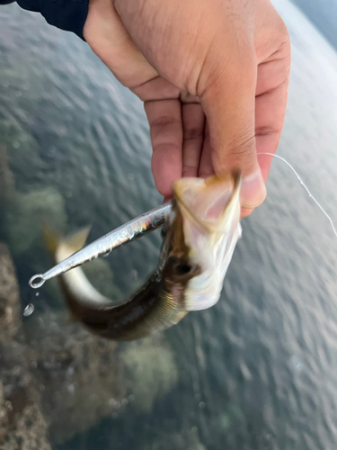 カマスの釣果