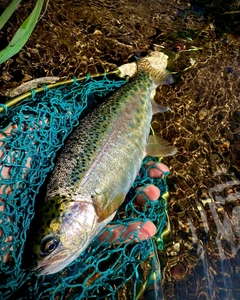 ニジマスの釣果