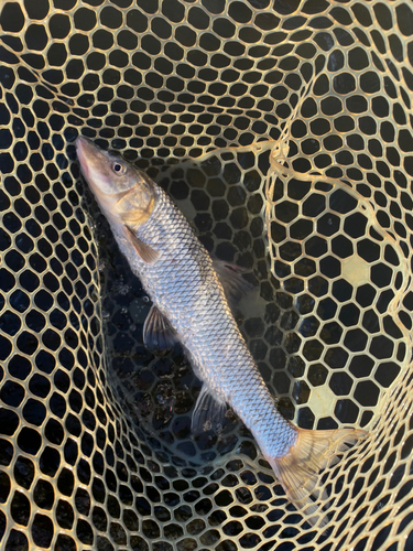 ニゴイの釣果