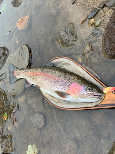 ニジマスの釣果