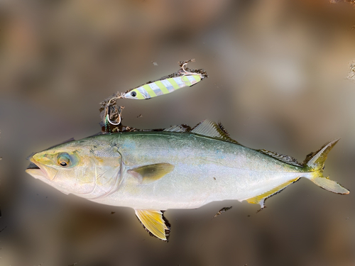 ワカシの釣果