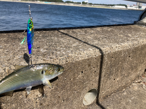 コノシロの釣果