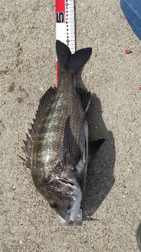 チヌの釣果