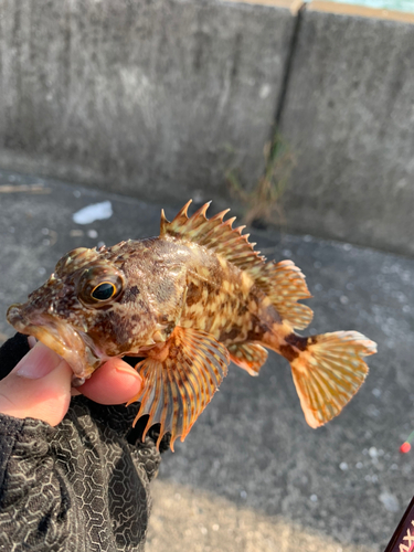 カサゴの釣果