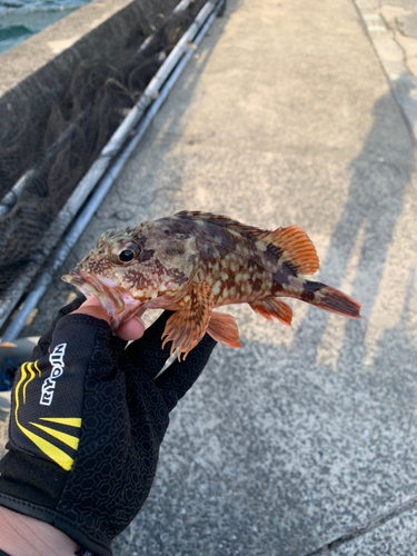 カサゴの釣果