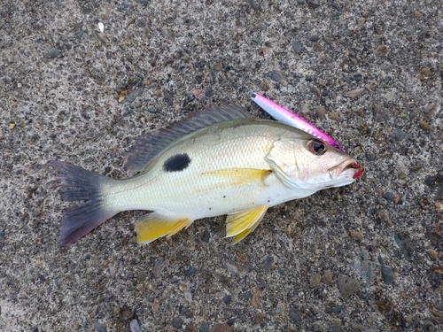 クロホシフエダイの釣果