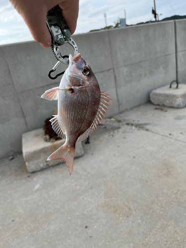 チャリコの釣果