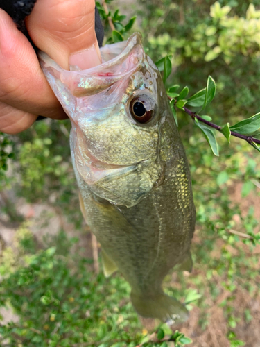 ラージマウスバスの釣果