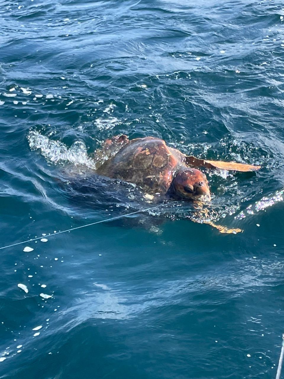 ベニ山ベニ男さんの釣果 2枚目の画像