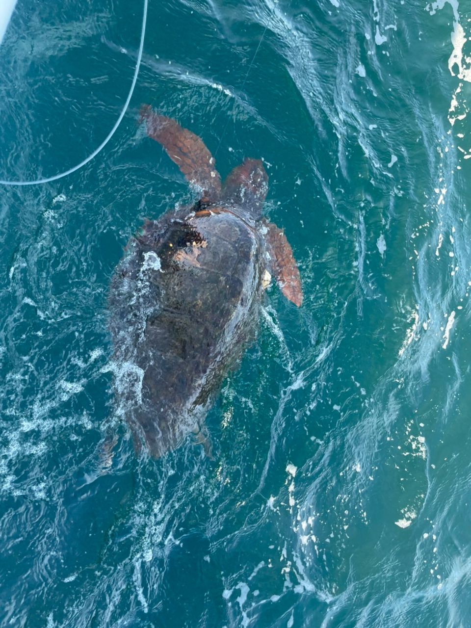 ベニ山ベニ男さんの釣果 3枚目の画像