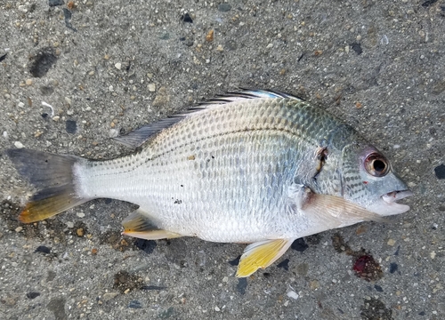 キビレの釣果