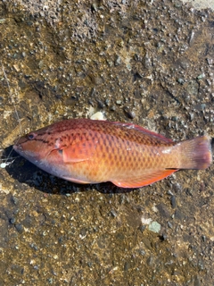 アカササノハベラの釣果