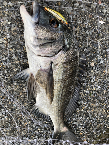 チヌの釣果