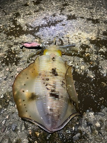 アオリイカの釣果