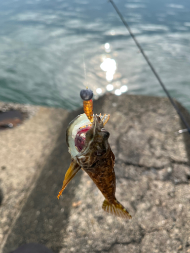 アナハゼの釣果