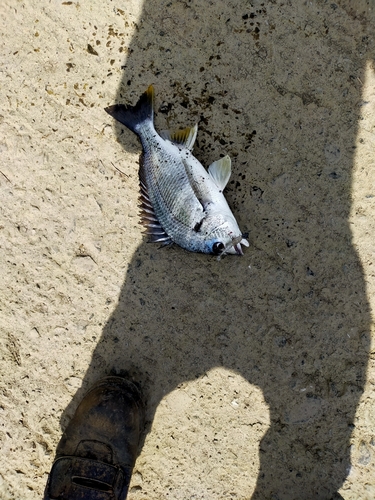 キチヌの釣果