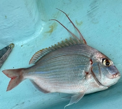 ヒレコダイの釣果