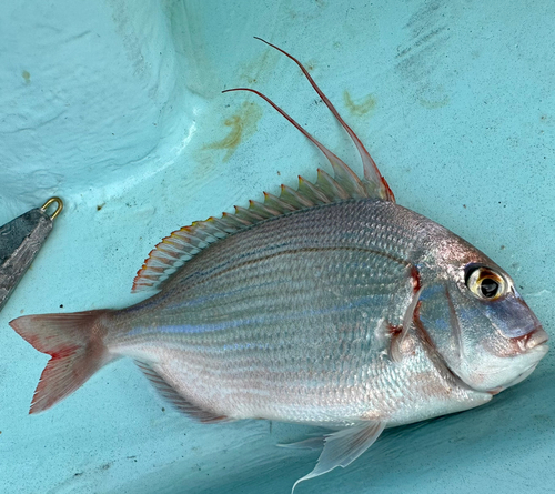 ヒレコダイの釣果