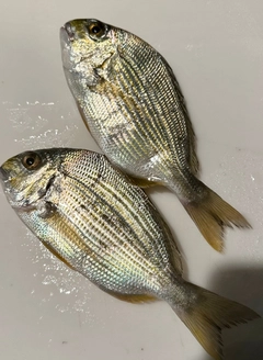 ヘダイの釣果