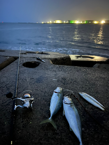 ワカシの釣果