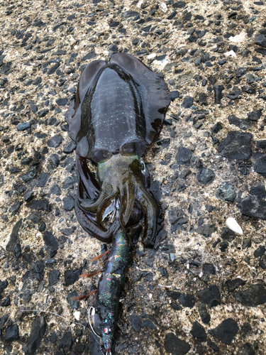 アオリイカの釣果