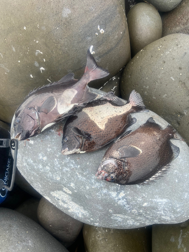 イシダイの釣果