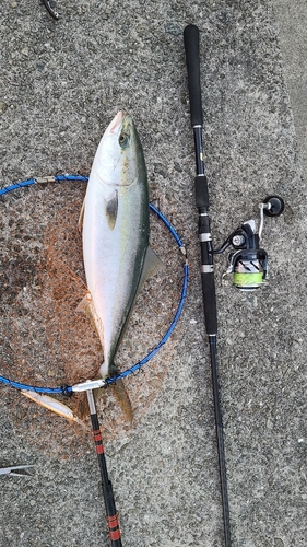 メジロの釣果