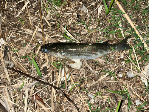 ボラの釣果